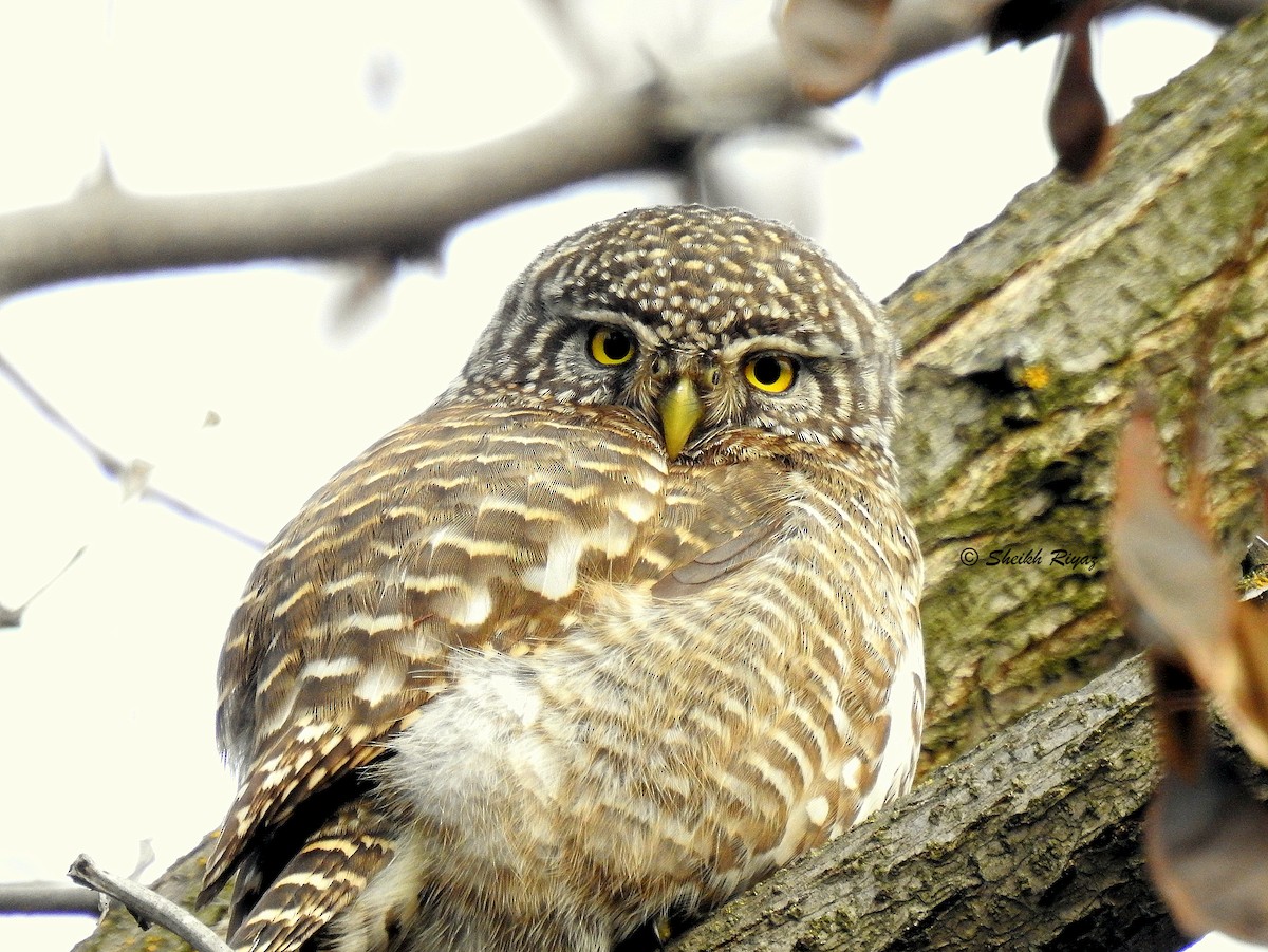 Collared Owlet - Sheikh Riyaz