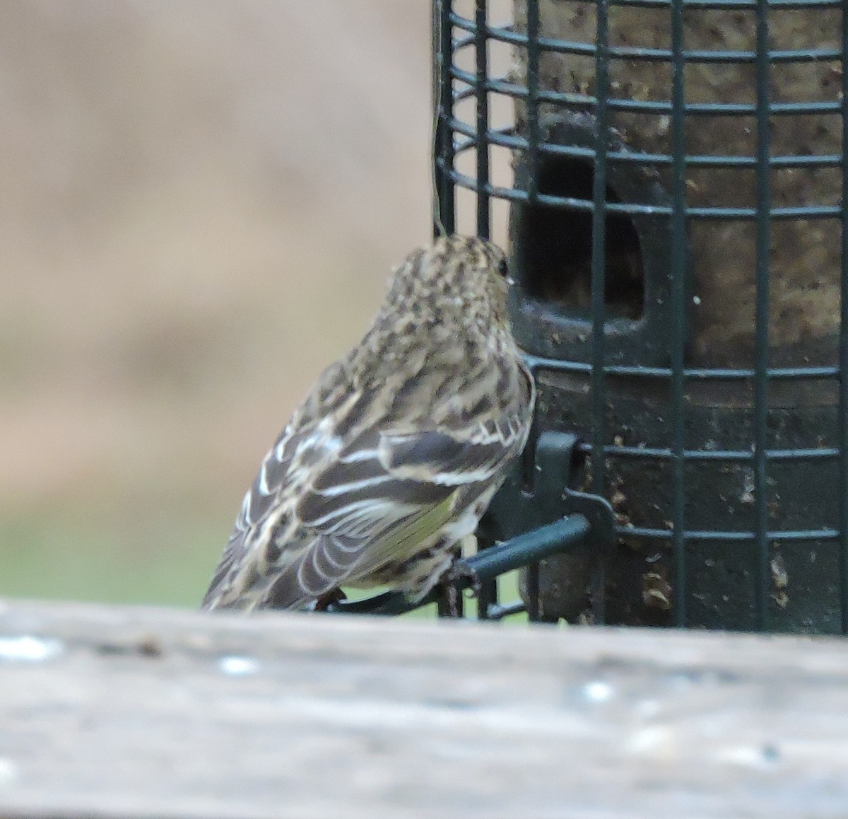 Pine Siskin - ML507767131