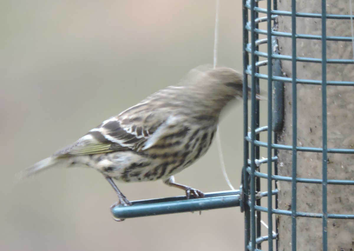 Pine Siskin - ML507767141