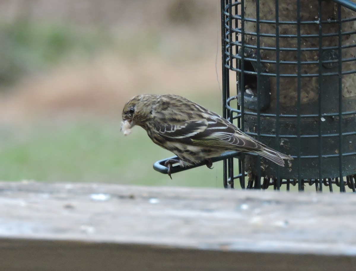 Pine Siskin - ML507767151