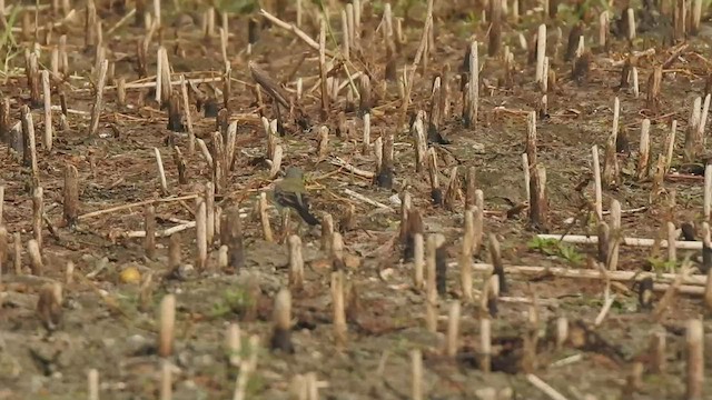 Eastern Yellow Wagtail - ML507767531