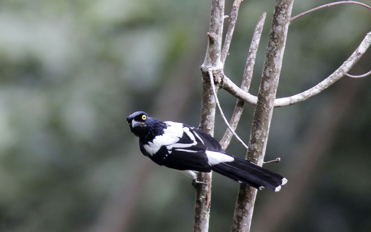 Magpie Tanager - ML507767741