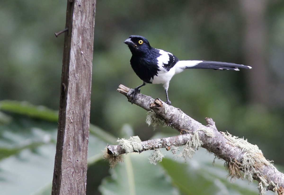 Magpie Tanager - ML507767751