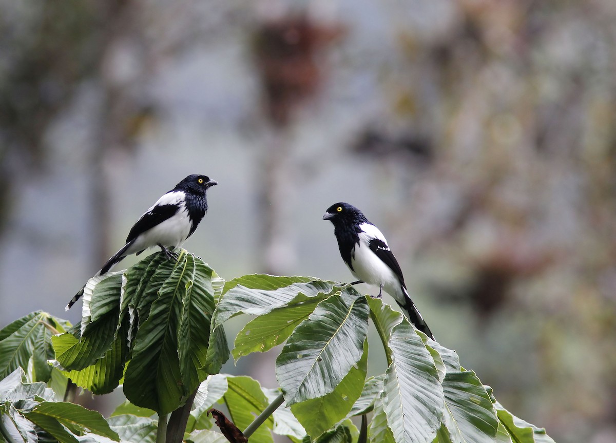 Magpie Tanager - ML507767761
