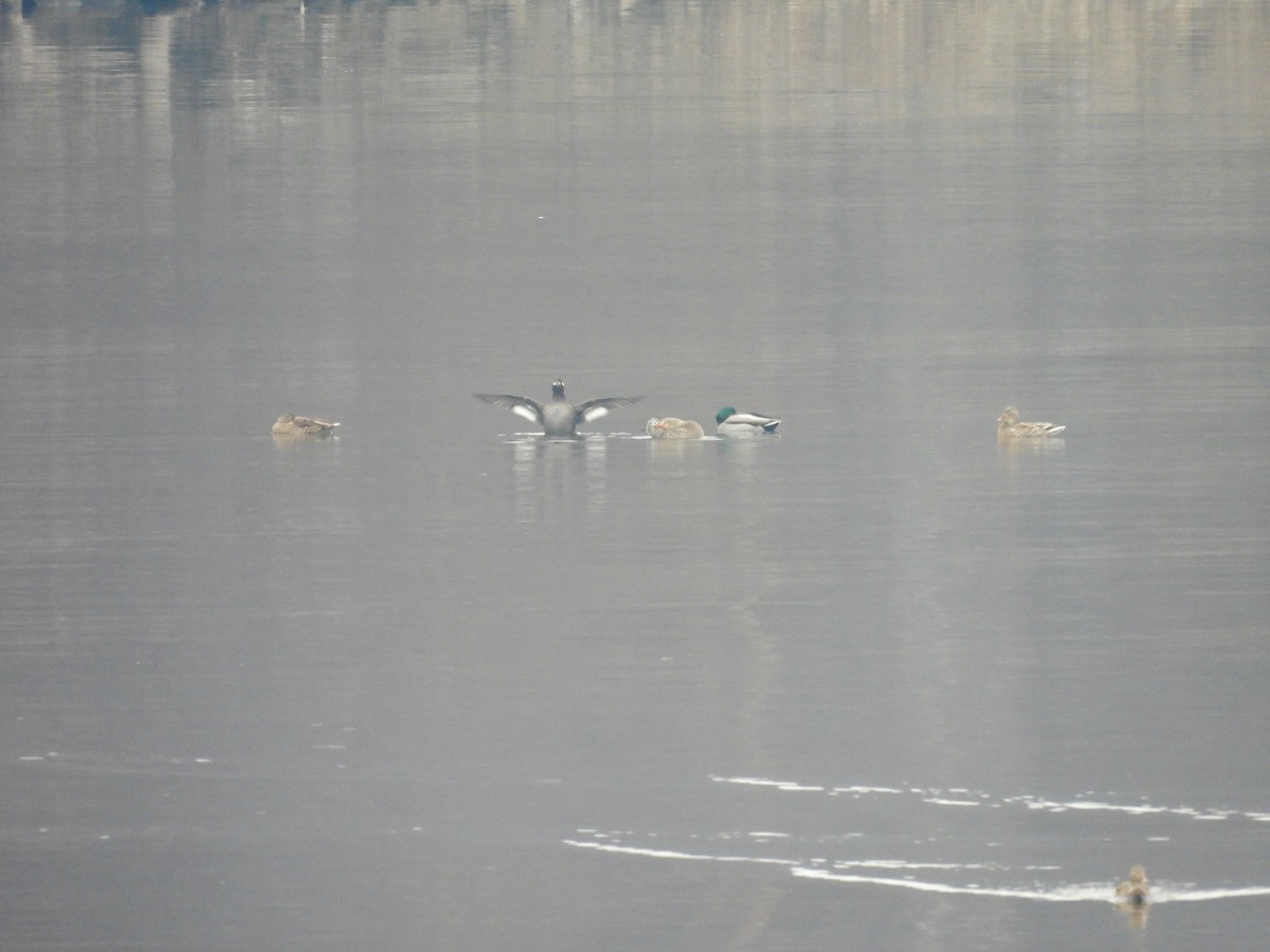 White-winged Scoter - ML507767911