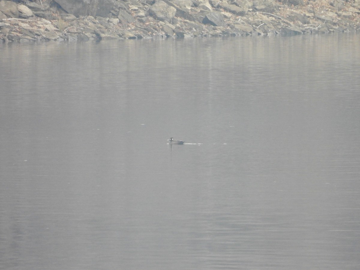 White-winged Scoter - ML507767931