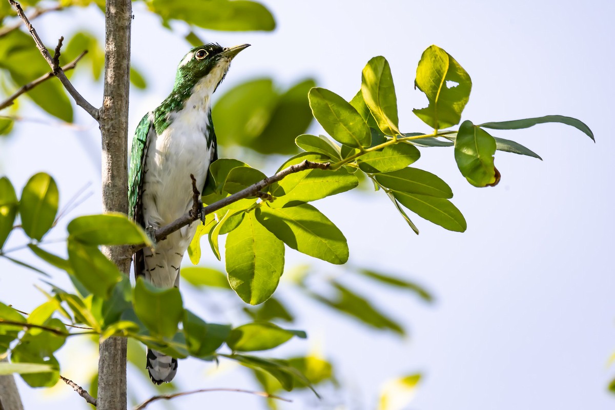 Klaas's Cuckoo - Albert Voigts von Schütz @ Leaflove Safari