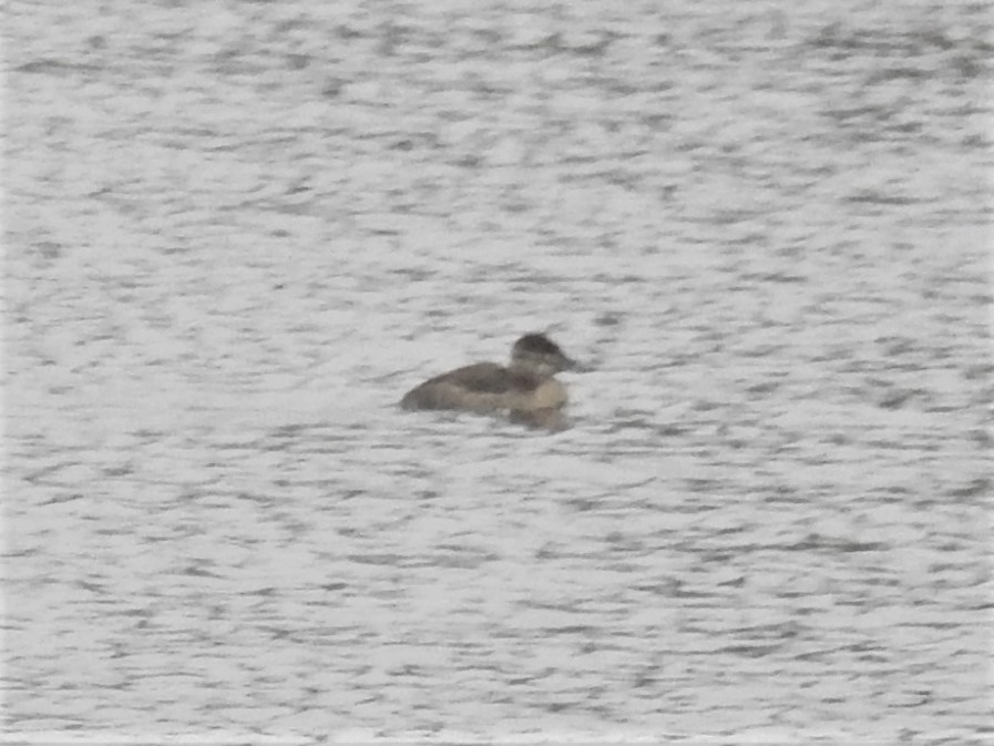 Ruddy Duck - ML507768731