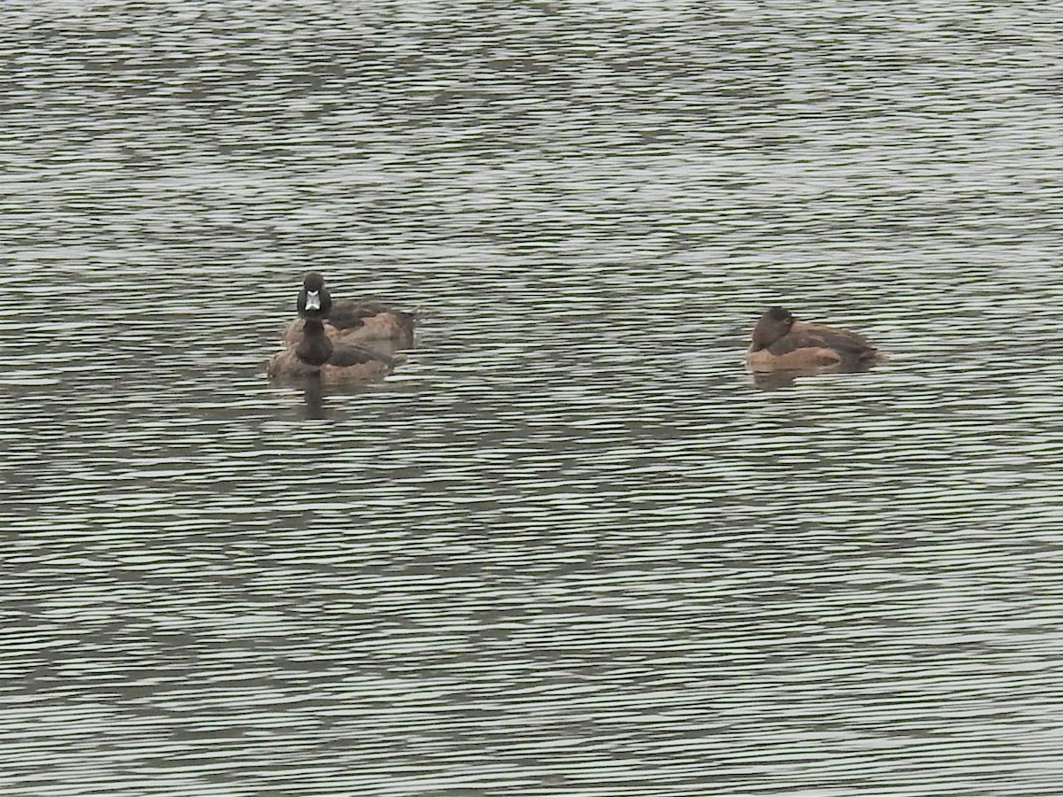 Ring-necked Duck - Erik Bergman