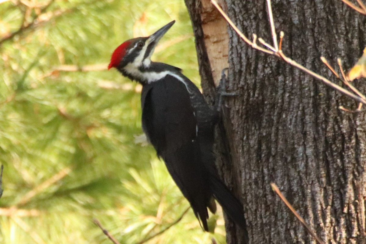 Pileated Woodpecker - ML507770771