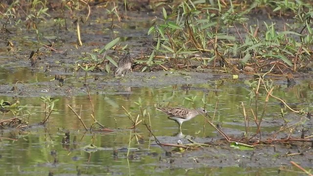 Long-toed Stint - ML507772221