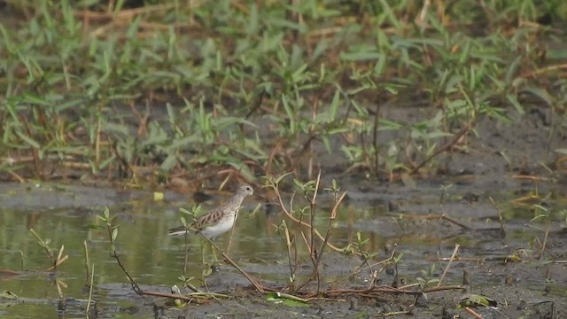 Langzehen-Strandläufer - ML507772291