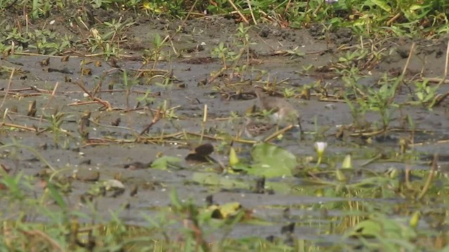 Long-toed Stint - ML507772301