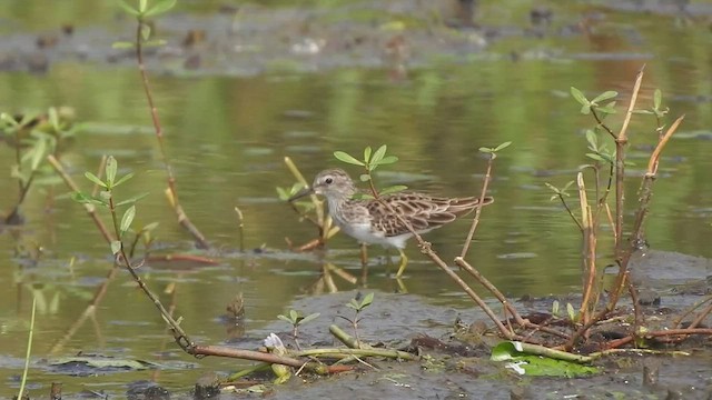 長趾濱鷸 - ML507772341