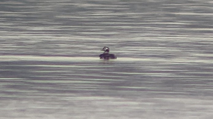 Long-tailed Duck - ML507772961