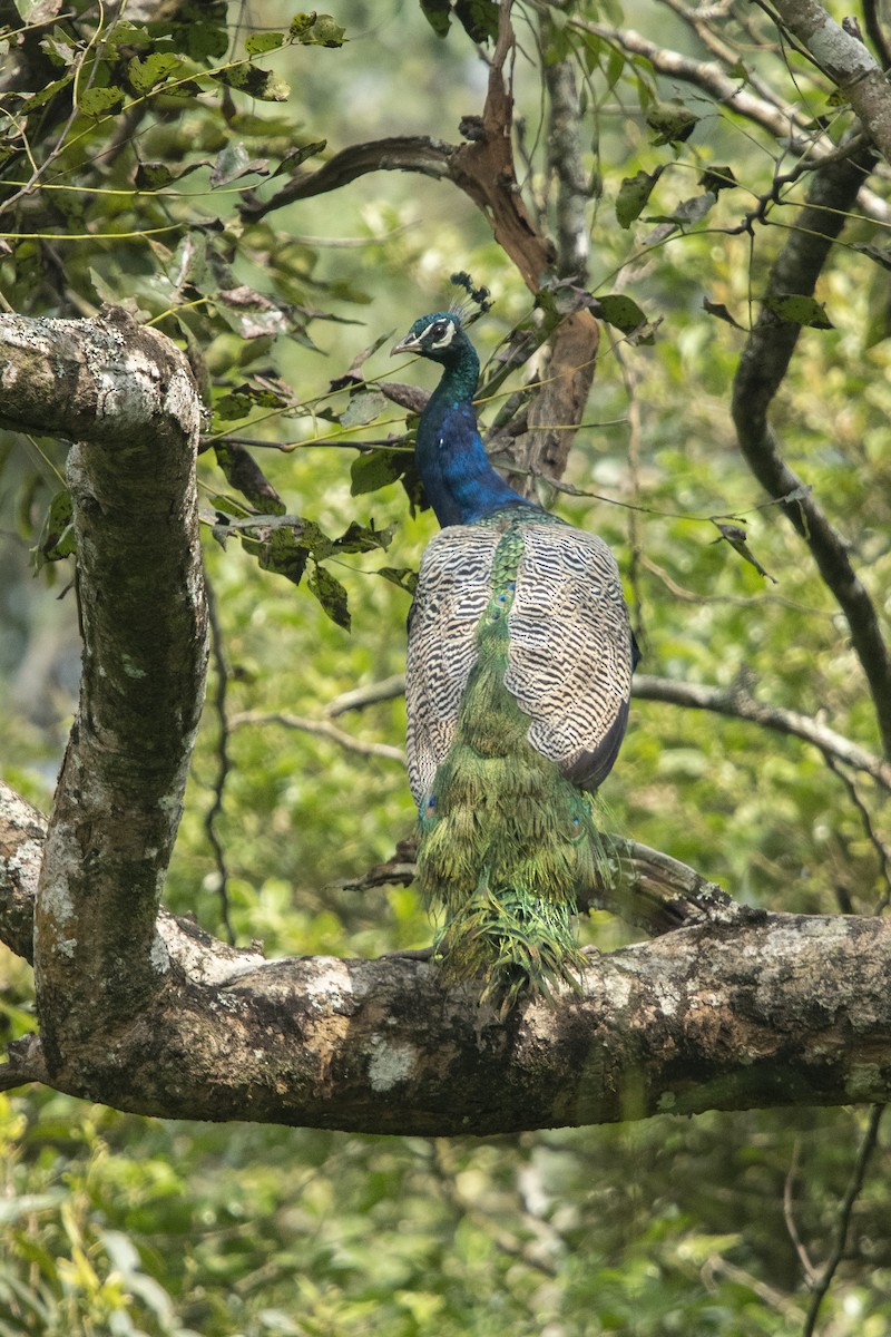 Indian Peafowl - ML507773501