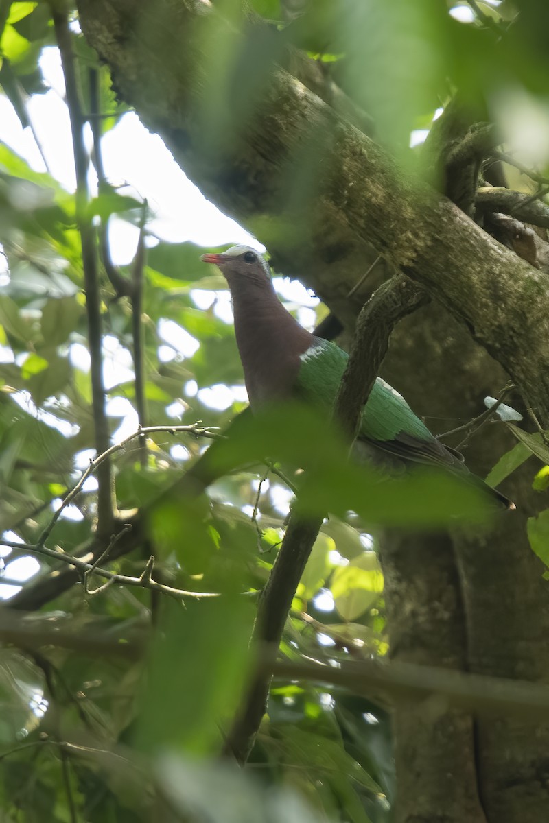 Asian Emerald Dove - ML507773871