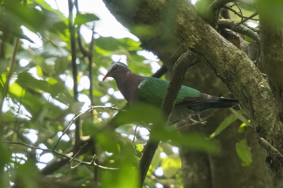 Asian Emerald Dove - ML507773881