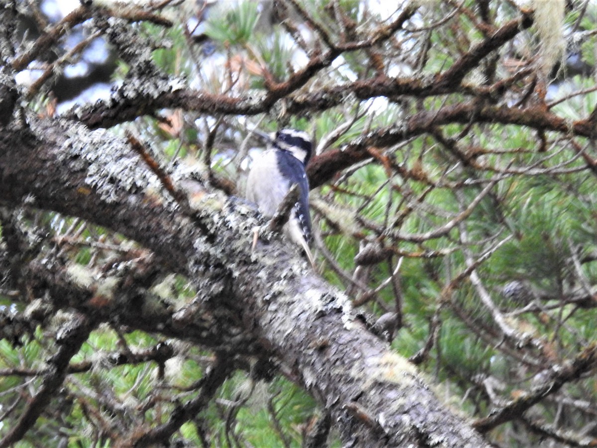 Hairy Woodpecker (Pacific) - ML507773961