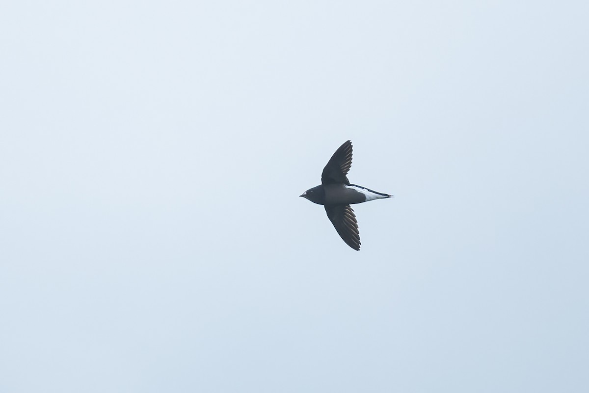 Brown-backed Needletail - ML507774251