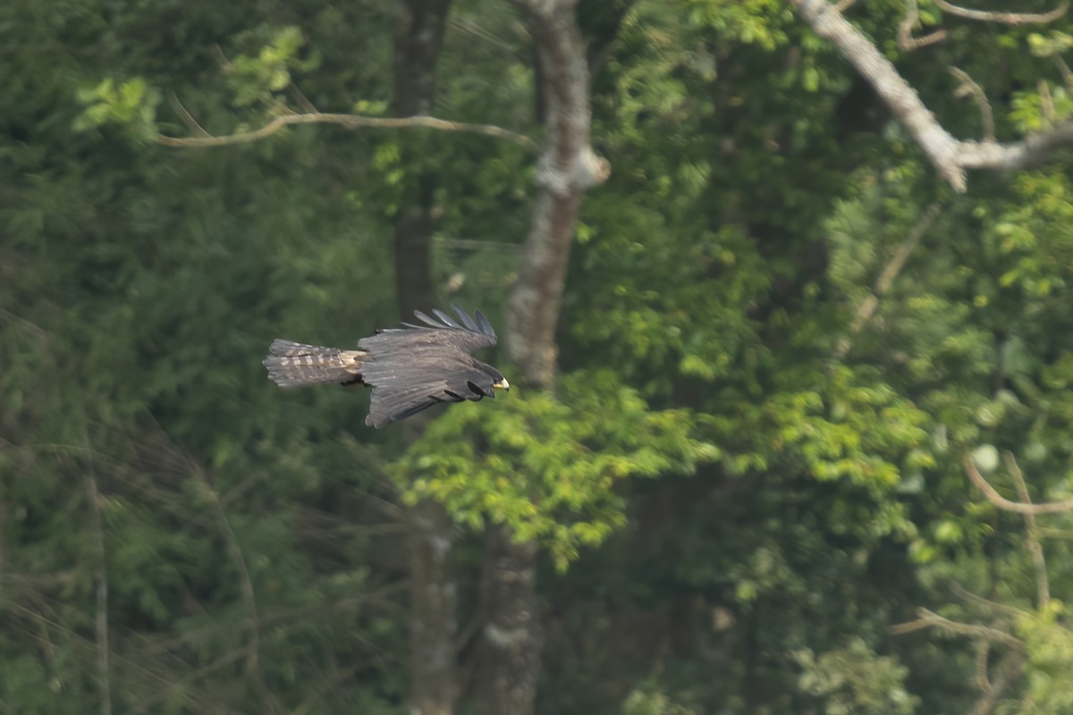 Black Eagle - ML507774561