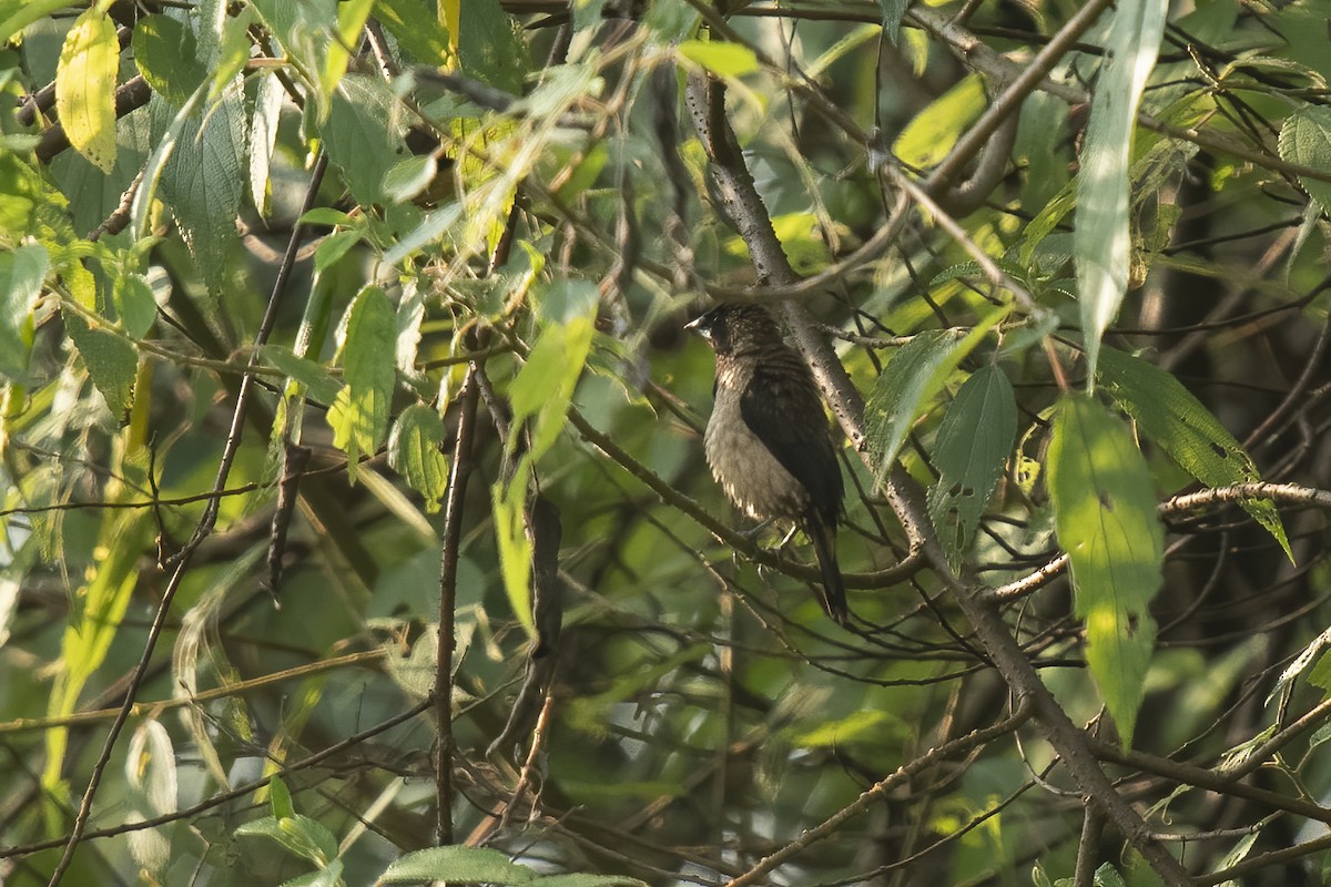 Black-throated Munia - ML507774821