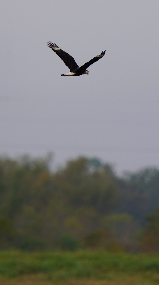 Crested Caracara - ML507776711