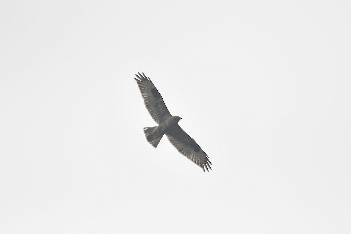 Common Buzzard - ML507776981