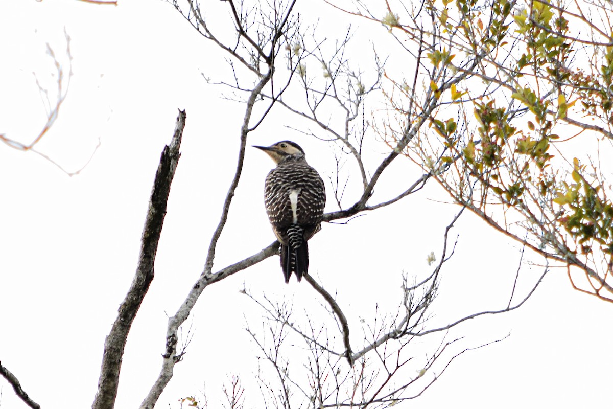 Chilean Flicker - Freddy Sepúlveda