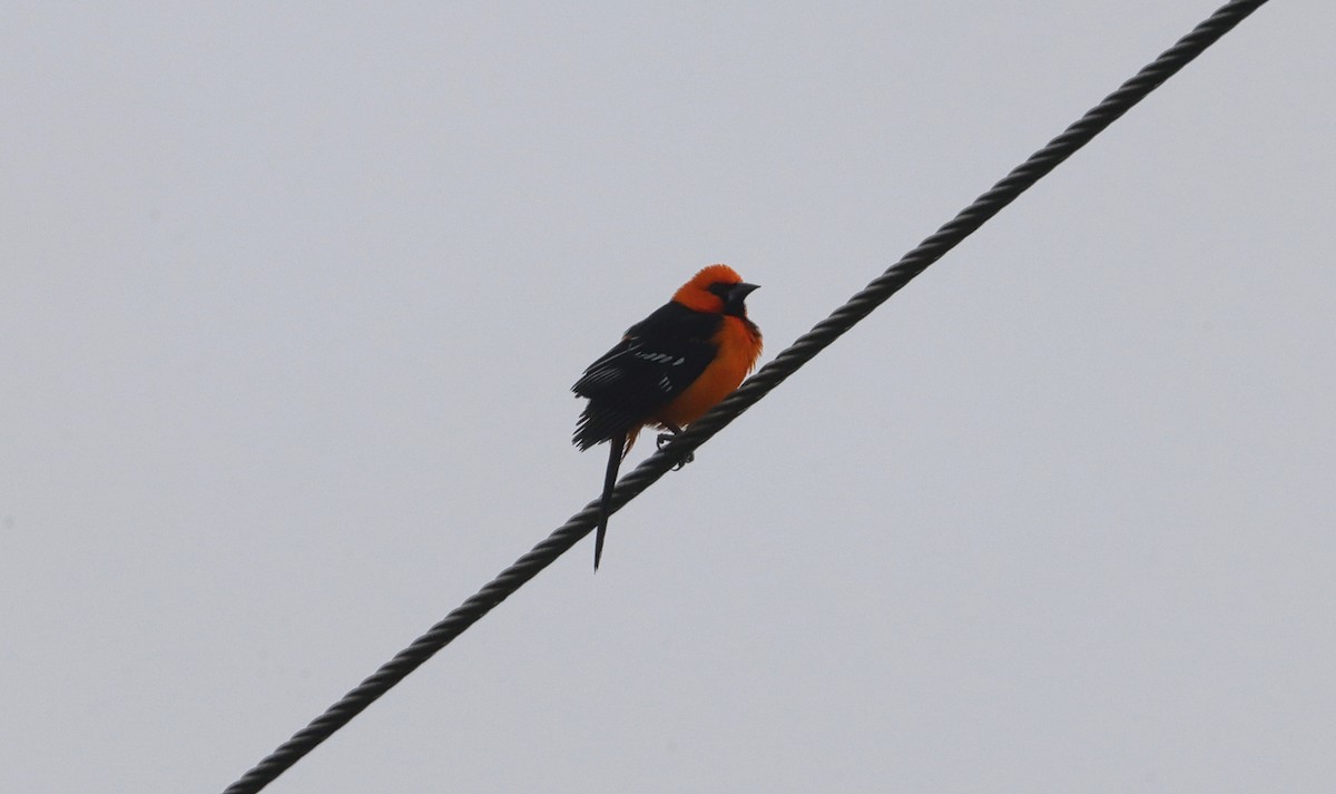 Altamira Oriole - ML507779591