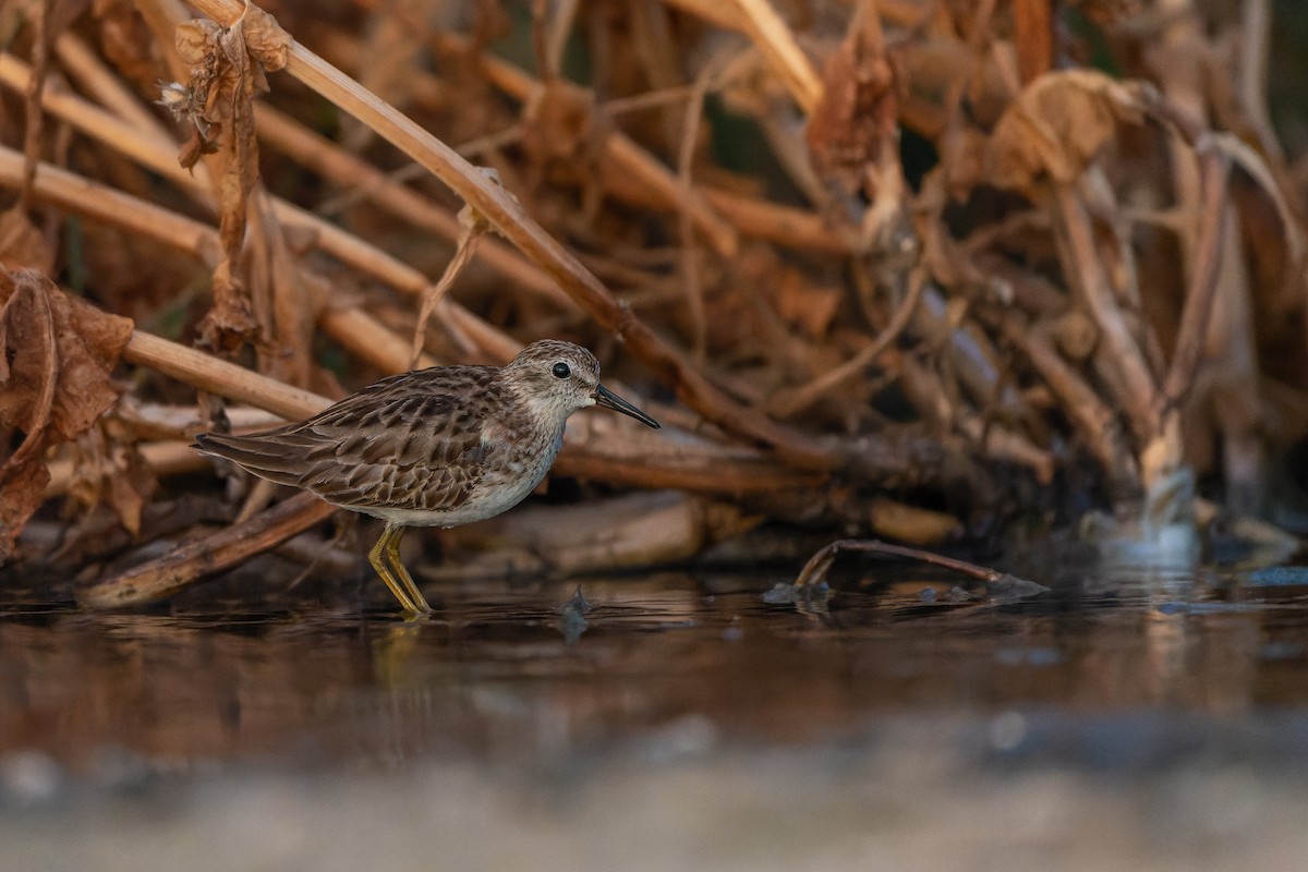 Least Sandpiper - ML507780711