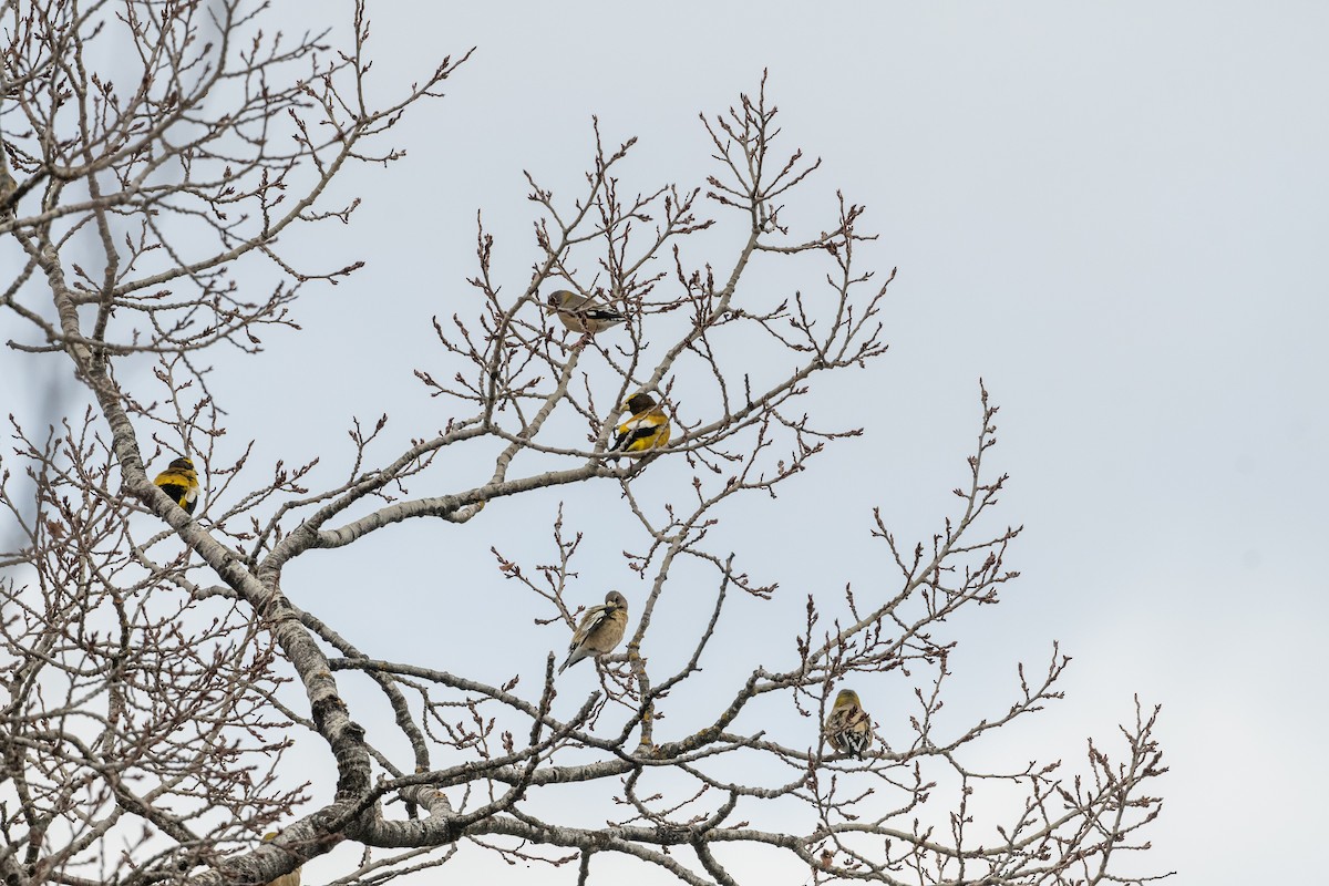 Evening Grosbeak - ML507780791