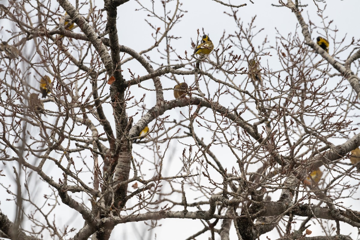 Evening Grosbeak - ML507780801