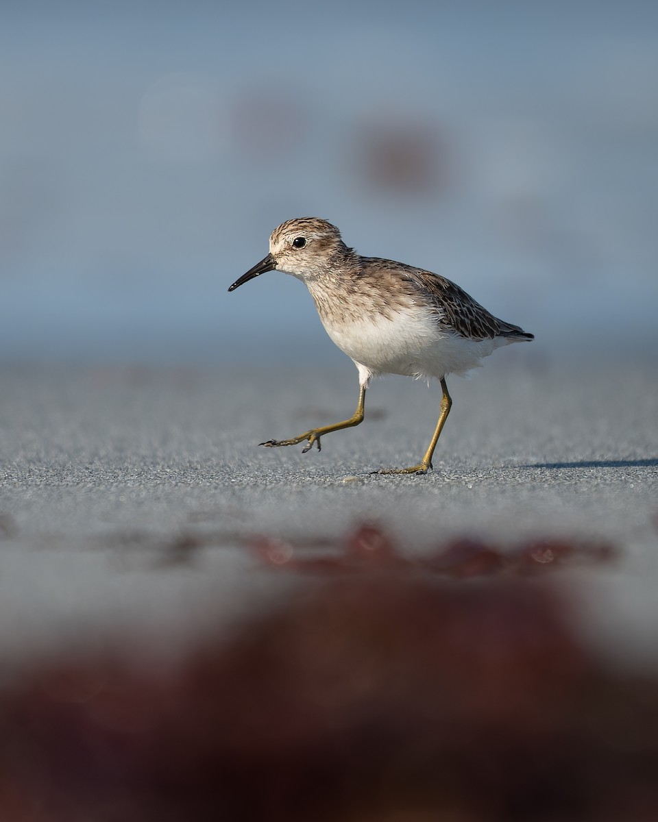 Least Sandpiper - ML507781261