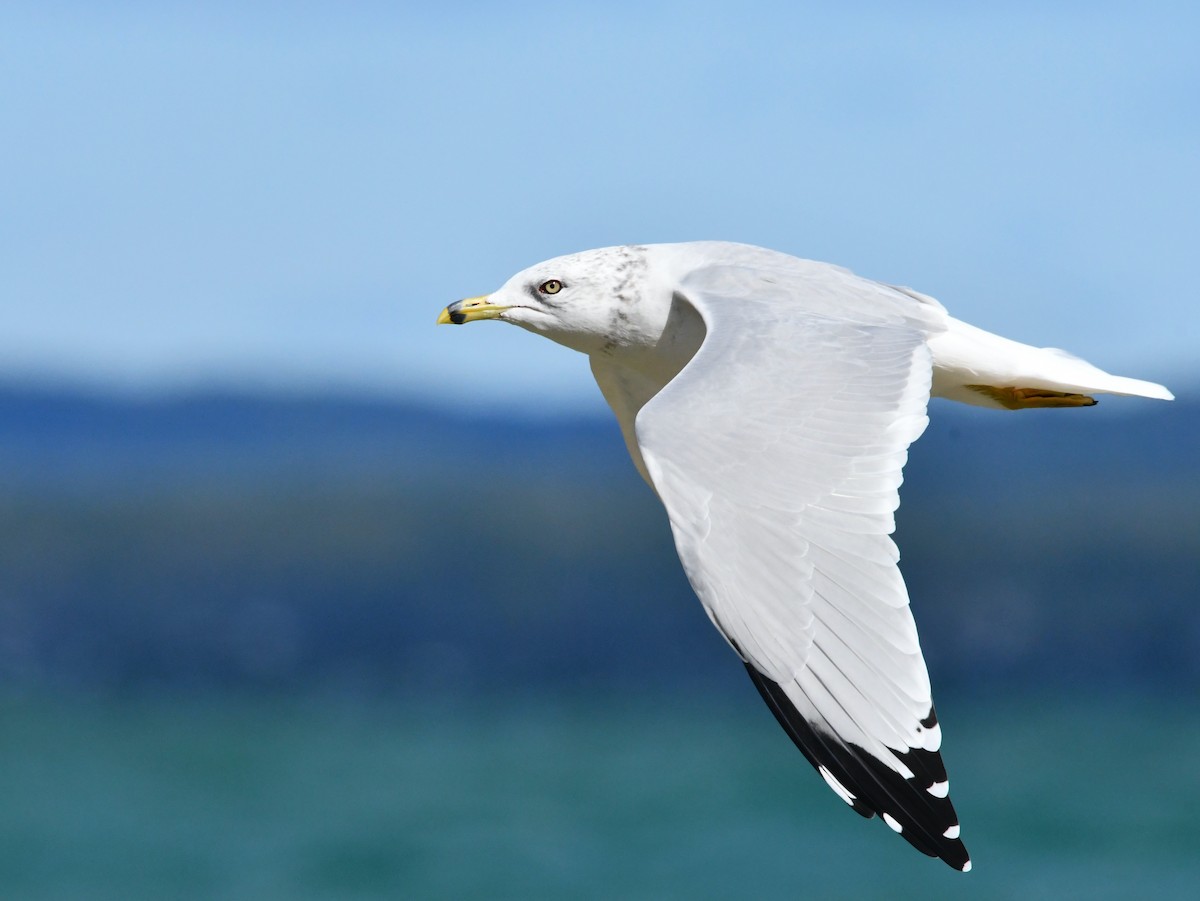 Ring-billed Gull - ML507781621