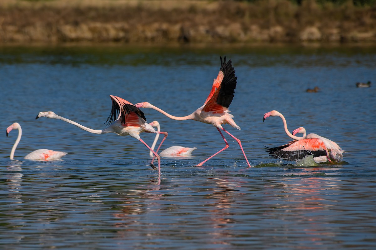 Greater Flamingo - Eren Aksoylu