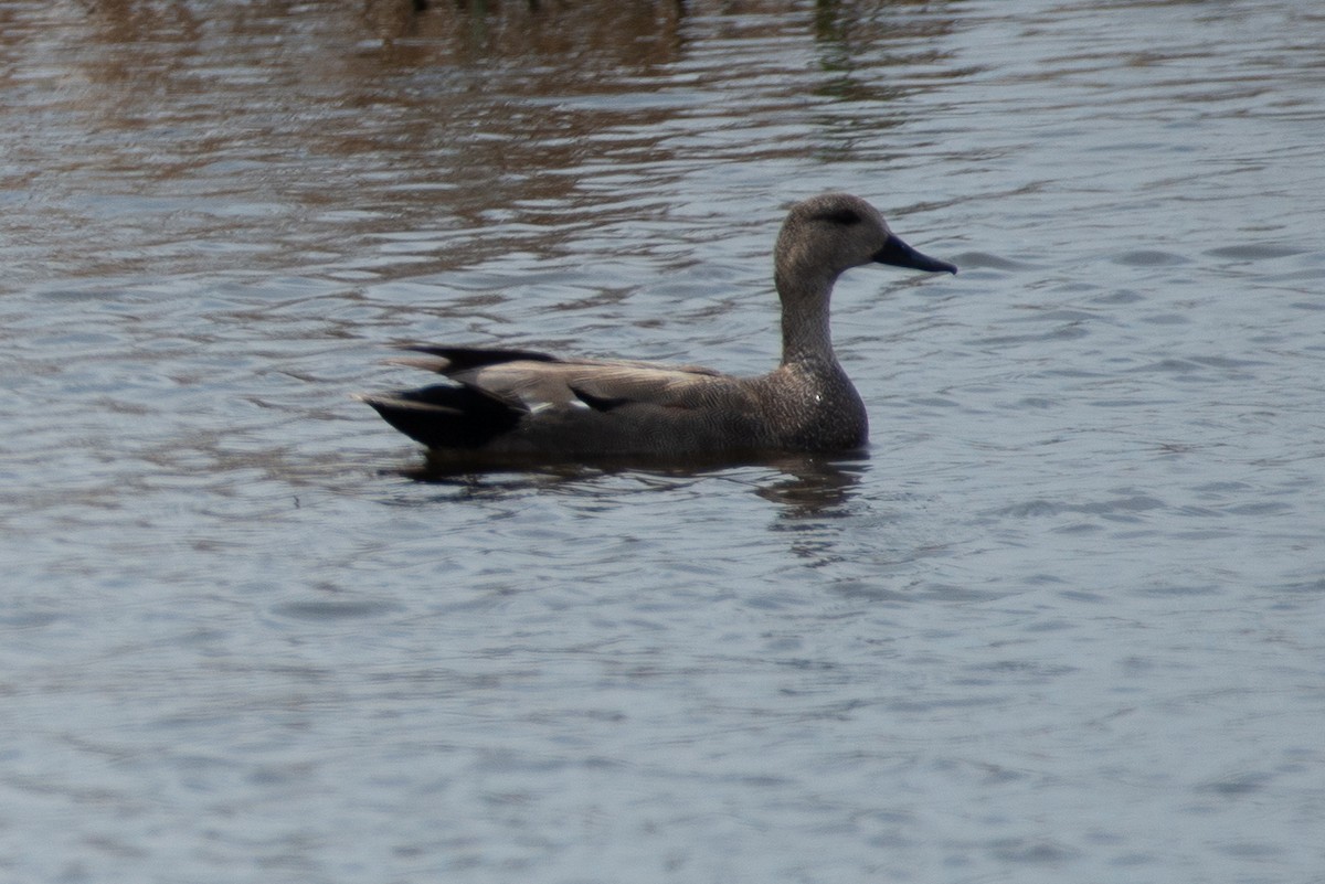 Gadwall - Darren Kirby