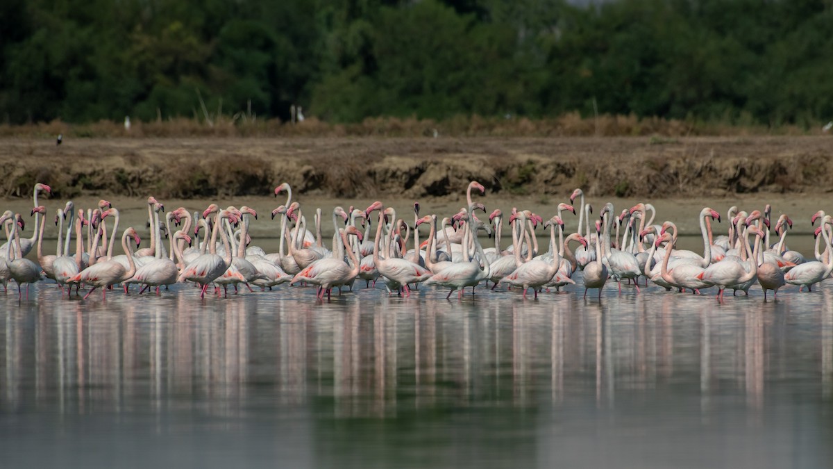 Greater Flamingo - ML507782251