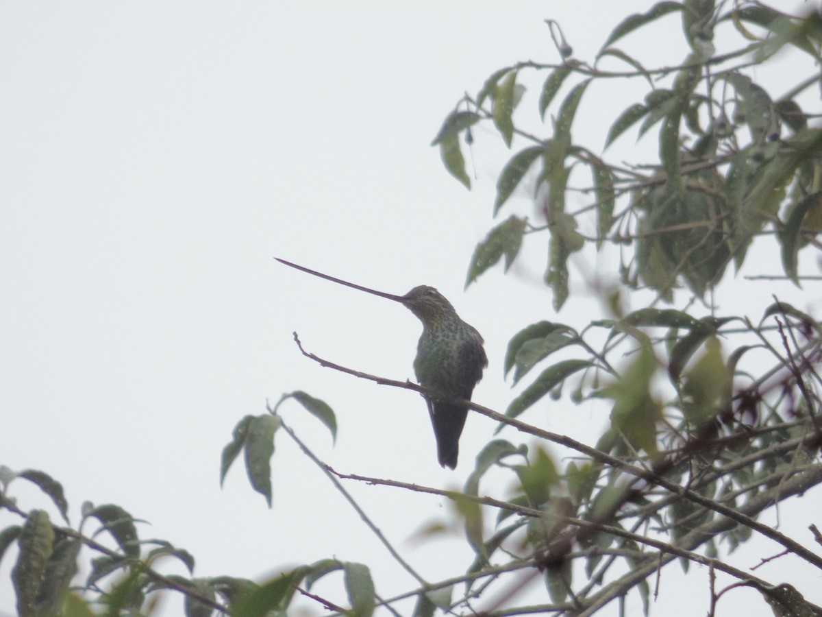 Colibrí Picoespada - ML507784731