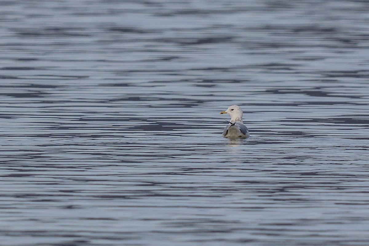 Common Gull - César Diez González