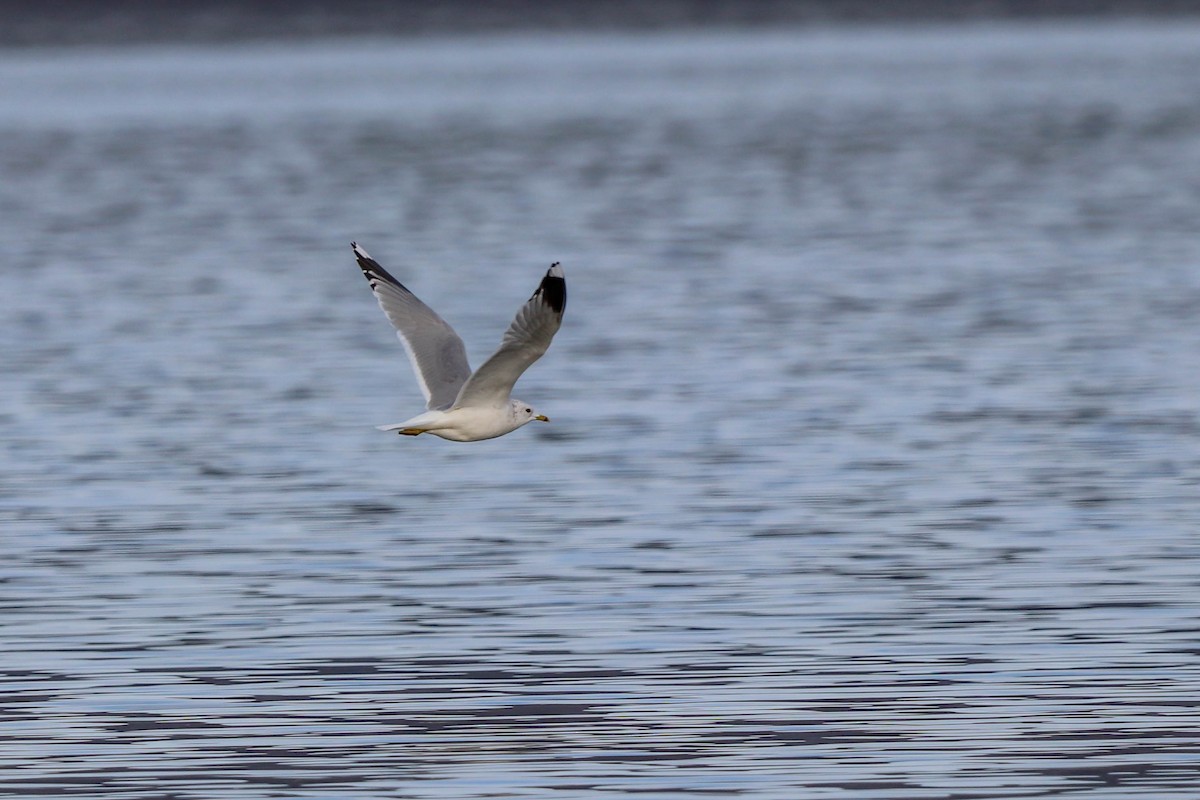 Common Gull - César Diez González