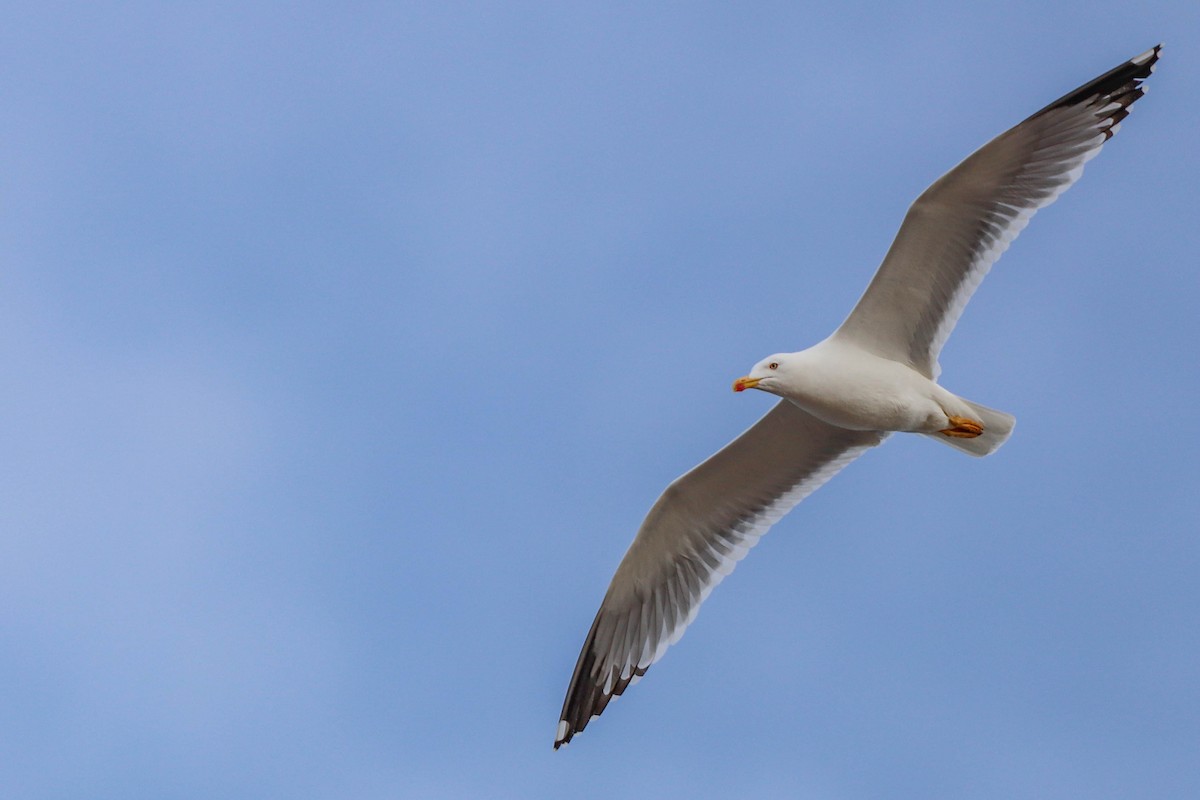 Yellow-legged Gull - César Diez González