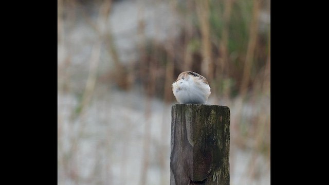 Snow Bunting - ML507785811