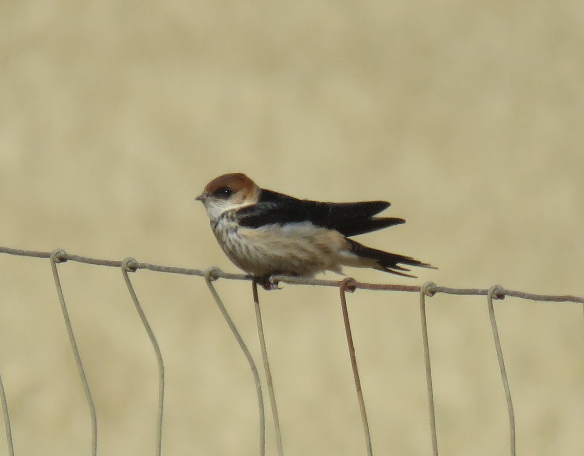 Greater Striped Swallow - ML507787301