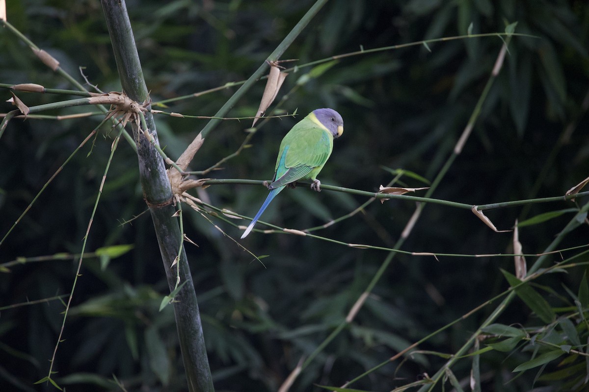 Plum-headed Parakeet - Yatin Gupta