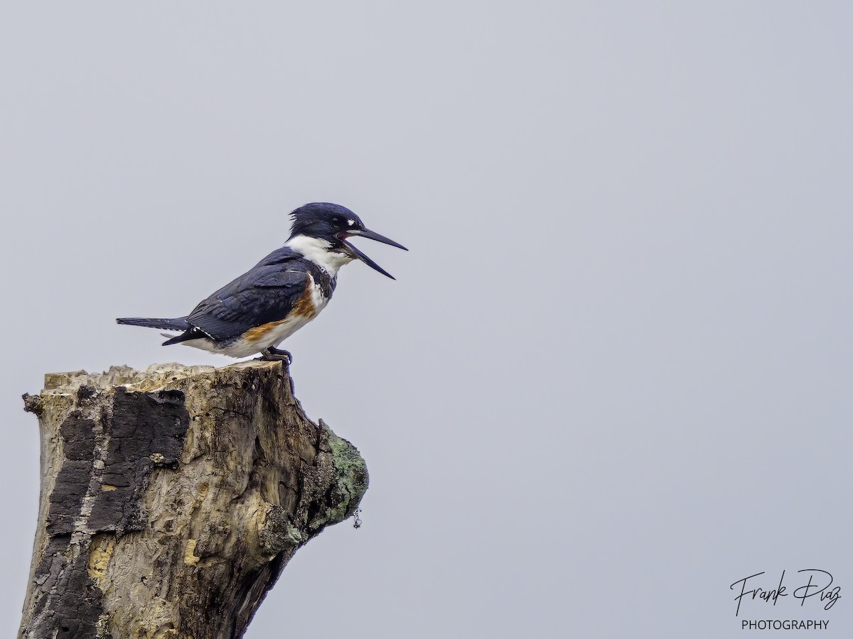 Belted Kingfisher - ML507789191