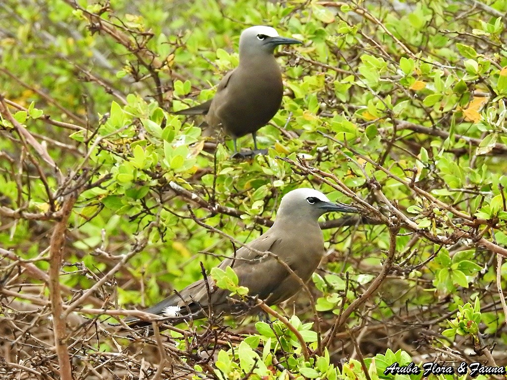 Brown Noddy - ML50779201