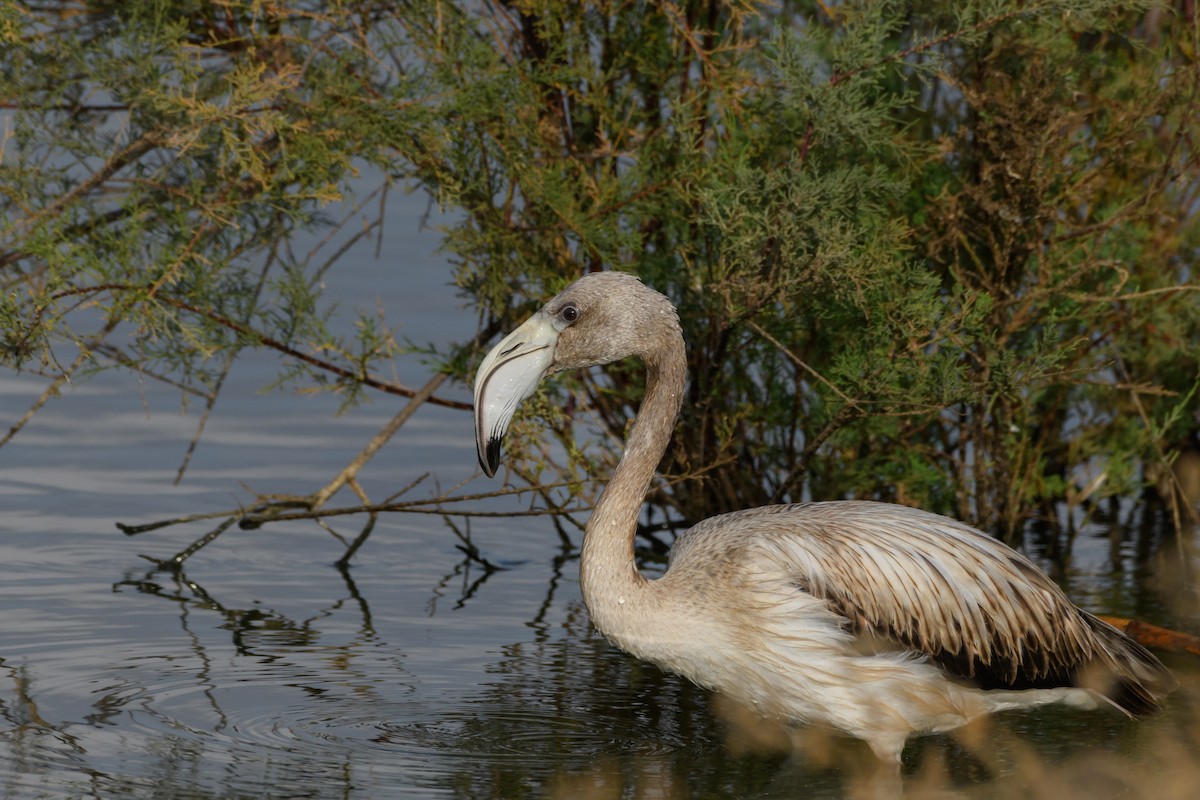 Greater Flamingo - ML507792171