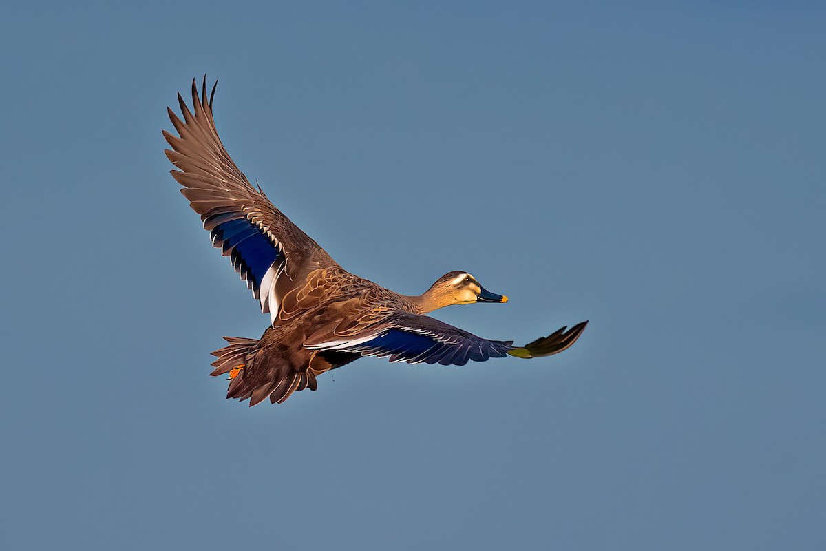 Eastern Spot-billed Duck - ML507792381