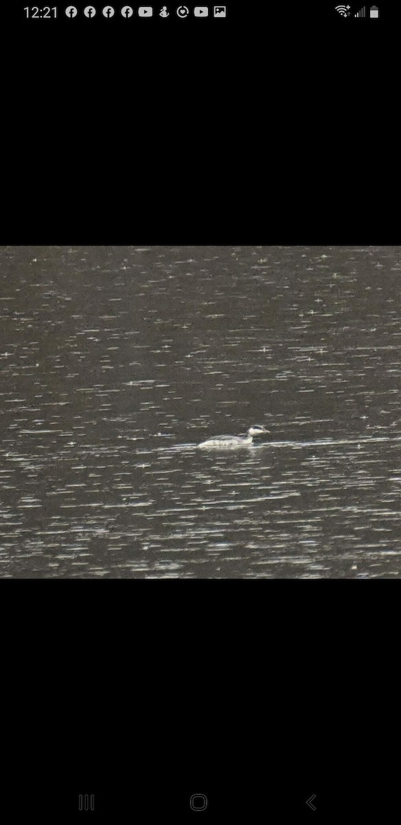 Horned Grebe - ML507792591